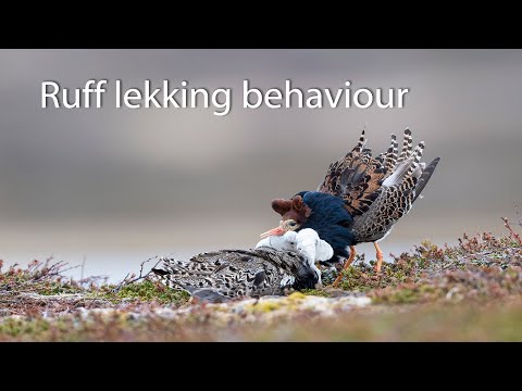 image-What is a lek grouse?
