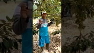 Download lagu Pupuk Eco Farming untuk Pohon Durian | Testimoni mp3