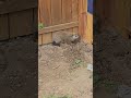 Groundhog Digging a Hole under the Fence  #animals #groundhog #wildlife #cute