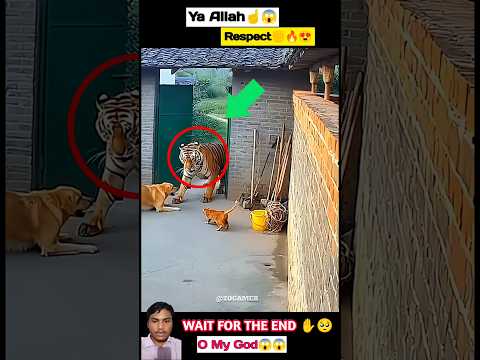 Zo Tv Info!🥰 New Gadgets, Smart Appliances, Kitchen Tools Utensils, Home Cleaning, Beauty #shorts