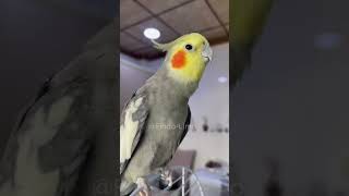 Download lagu You Won’t Believe How This Cockatiel Sings! 😱🎶 #cockatiel #birds #parrot #cute #animals mp3 Download lagu You Won’t Believe How This Cockatiel Sings! 😱🎶 #cockatiel #birds #parrot #cute #animals mp3