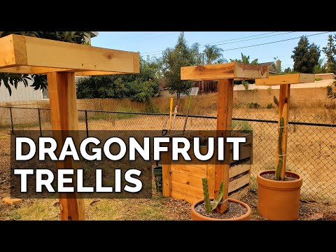 How to Grow Dragon Fruit Part 1 Soil Sun Water Containers and Fertilizing