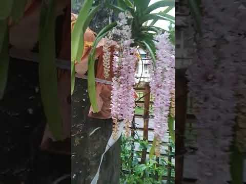 🌸💮🌷🌷🍀☘️💮