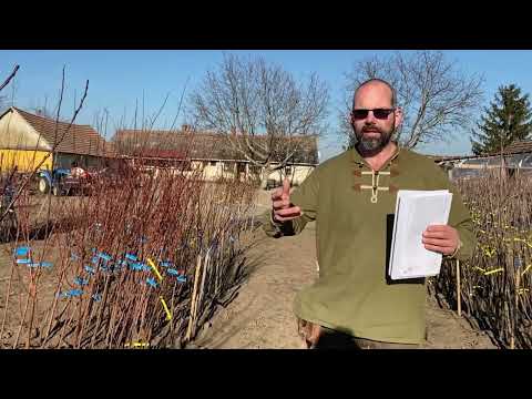 Csodakertész - Mikor ültethetünk gyümölcsfát?