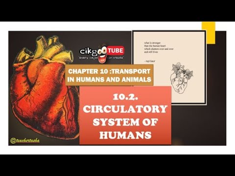 BIOLOGY KSSM FORM 4: 10.2. CIRCULATORY SYSTEM OF HUMANS