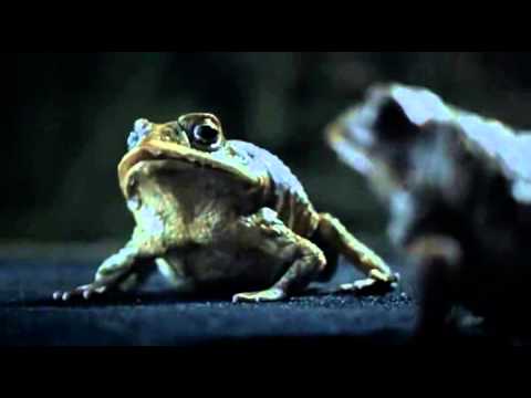 Ford Advert - Ralph & Les the Cane Toads