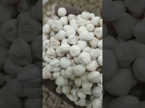 Moringa seed kernels