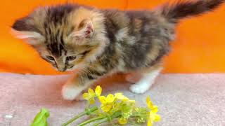 ノルウェージャンフォレストキャットの動画01