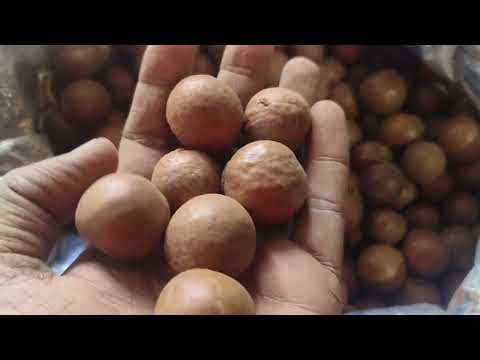 Whole macadamia nut seed, packaging size: 35mm