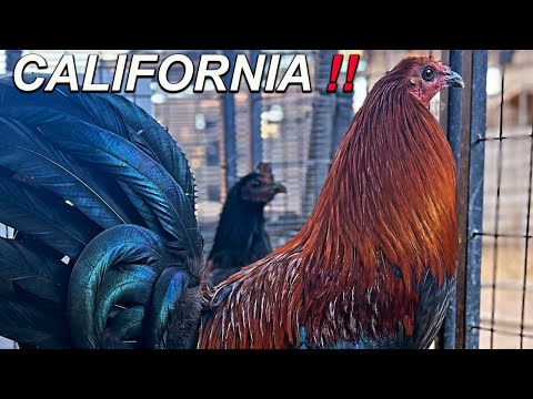 Pure Leiper Hatch 20k Kelso Sweater Claret - MOJAVE FARM Beautiful Birds