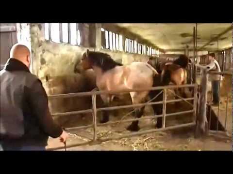 Horse Front Flips In Barn! HD