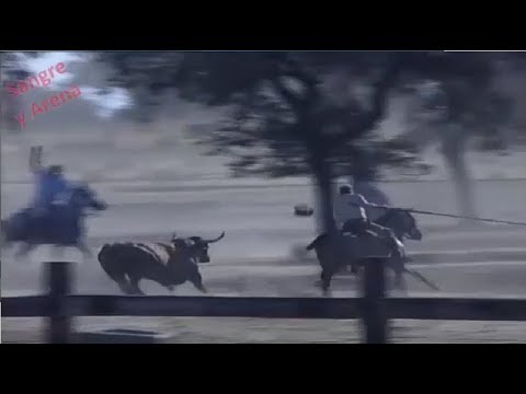 La Historia De Peleón, El Miura Más Agresivo. Parte 1-2.