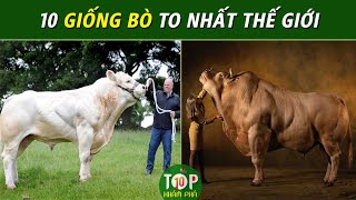 Việt Nam đang nuôi 3 trong 10 loài bò to nhất thế giới !