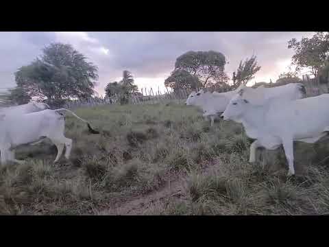 65 Vacas Nelores Gordas na balança a 17 reais em Pilões/ Paraíba. Whatsapp 84 99810 2784#gado #agro 