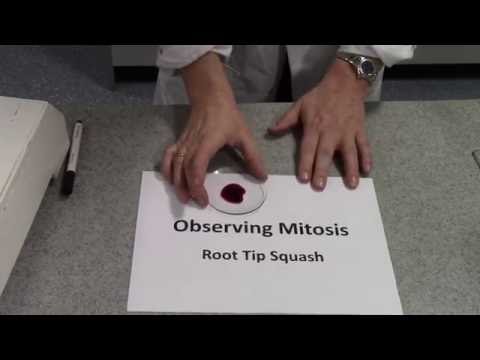 Mitotic Index Root Tip Squash