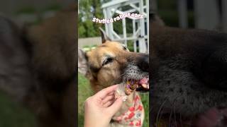 10/10 would recommend stuffing rabbit ears 🐰#rabbitears #enrichment #dogchews #furrychews #dogmom