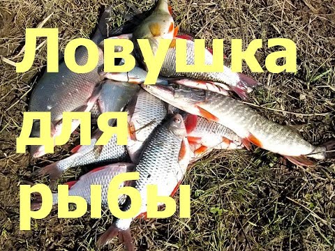 Как ловить рыбу без удочки Ловушка для рыбы How to fish without a fishing rod fish Trap