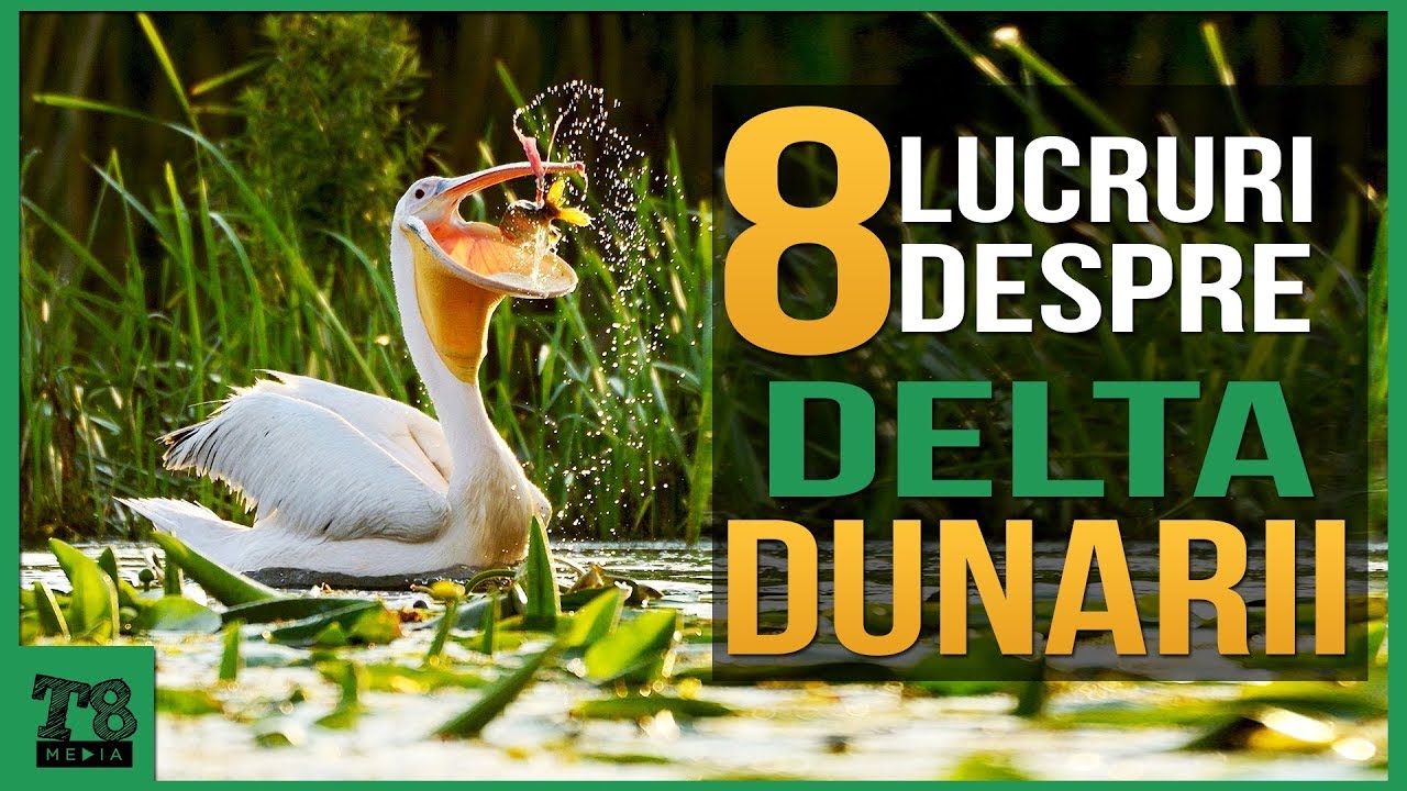 Watch Delta Dunarii Referat Clasa A 2 A Now 8 Lucruri interesante despre Delta Dunarii