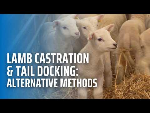 Lamb Castration & Tail Docking: Alternative Methods
