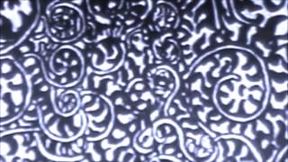 ORDINARY JOE  - CLASS CLASS CLASS -