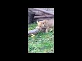 First Lion Cub Born At The Detroit Zoo In 40 Years