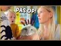 HiER GAAN HAMSTERS DOOD AAN! ? | Bellinga Vlog #1498