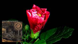 Kishi Bashi - Can’t Let Go, Juno