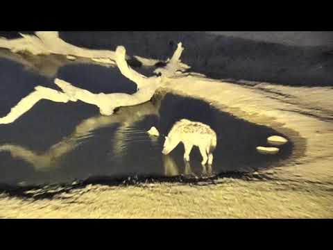 Djuma: Lone Hyena gets a quick drink - 18:28 - 10/16/18