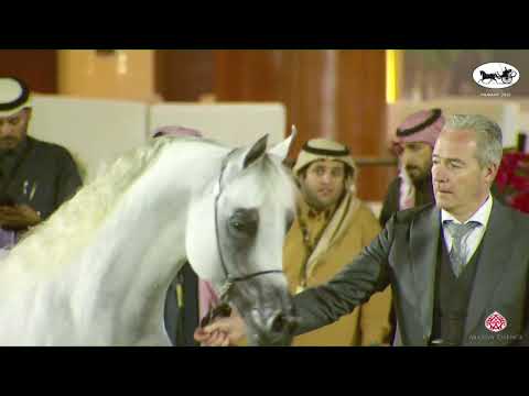 N 213 SUNDOWN K A   PSAIAHF 2023   Stallions 10+ Years Old Class 12