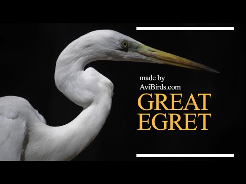 Great Egret [Ardea Alba]