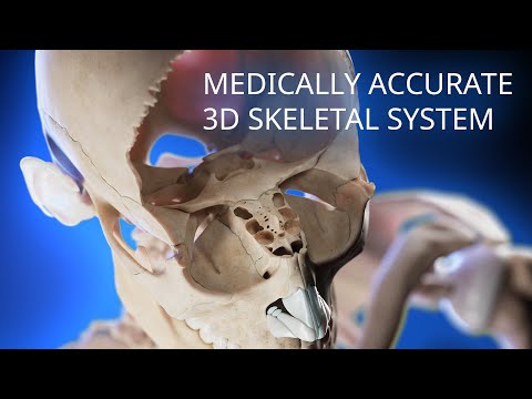 Medically accurate skeletal system 3d animation