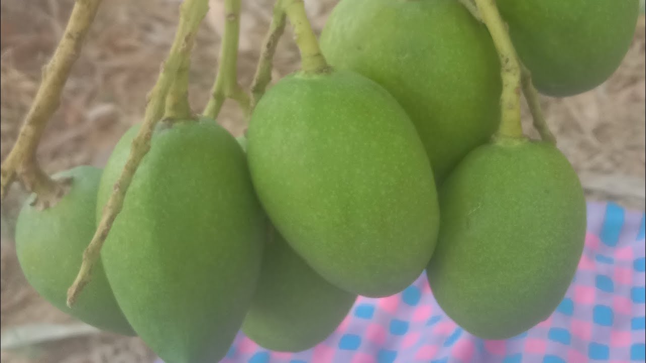 Aamba khane ka bada Josh vlog