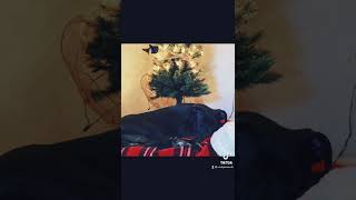 Video preview image #1 American Staffordshire Terrier-Labrador Retriever Mix Puppy For Sale in Holly Springs, NC, USA