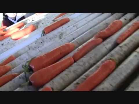 harvesting carrots 2014