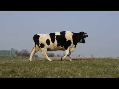 Das erste Mal seit Jahren Weide, Sonne und Wind