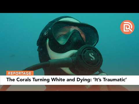 The Corals Turning White and Dying: 'It's Traumatic'