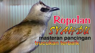 Download lagu ROPELAN SYAHDU trucukan gacor ropel ngotot penuh emosi untuk pancingan sekaligus masteran mp3