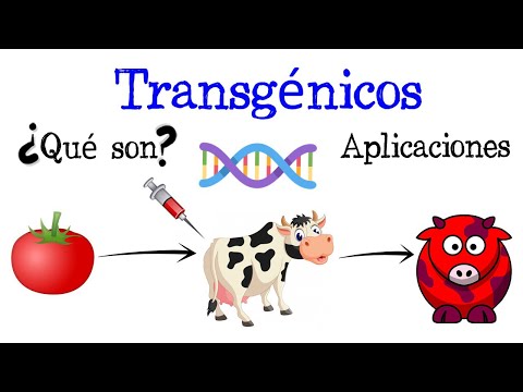 💉What are GMOs? Examples and Applications🍅 [Quick and Easy] | BIOLOGY |