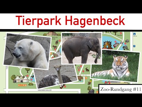 Tierpark Hagenbeck 2021 🦧 | Zoo-Rundgang #11 | ZOOCEMBER #10