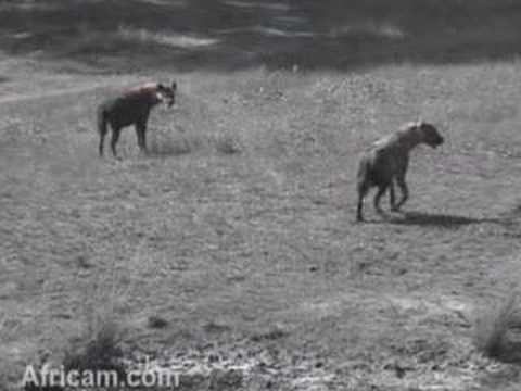 2 Cautious Hyena's At Elephant Plains 28th April