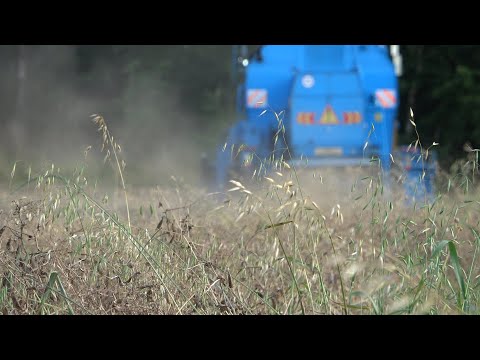 Koszenie grochu Bizon Rekord Z058z 1997 roku Błękitna Perła