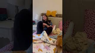 Video preview image #1 Labrador Retriever-Unknown Mix Puppy For Sale in Holly Springs, NC, USA