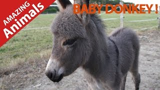 LOVING BABY DONKEY FULL OF LOVE LOOKING FOR CUDDLES ! MOST BEAUTIFUL ANIMAL !