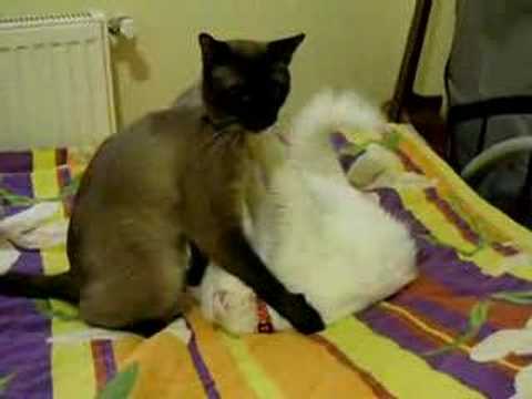 yusuf giving kopuk a shower