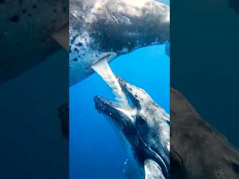 Молоко синего кита #наука