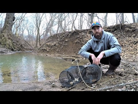 BEST Minnow Trap Bait - DOG FOOD vs BREAD (which catches more?)
