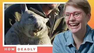 Wombats are cute, but what about when they attack? | REACTION