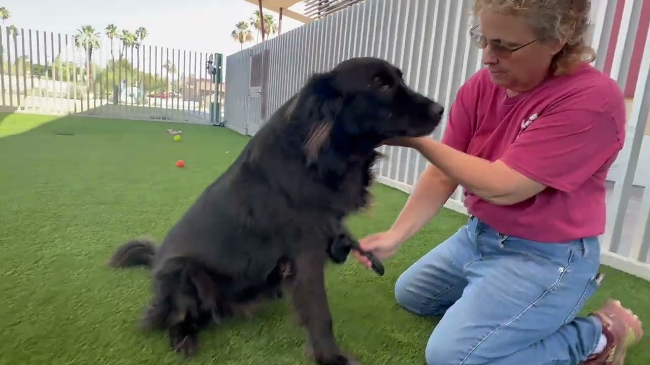 Enlarge Yoyo, a Adoptable mixed breed in Palm Springs, CA video 4/4