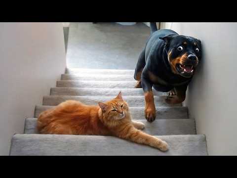 When Kittens Boss Around Big Dogs 🤣 Funniest Cat Videos 2026