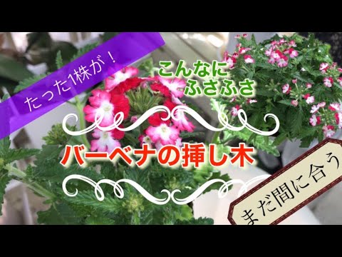 園芸 ブエノスアイレスバーベナの挿し木方法は?
